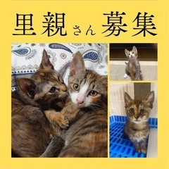 子猫５匹保護してます。