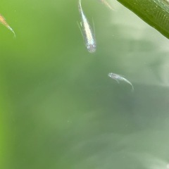 極上花魁(かんざし)リアルロングフィン　幼魚1匹の画像