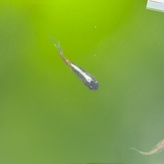 極上花魁(かんざし)リアルロングフィン　幼魚1匹の画像