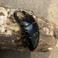 国産オオクワガタ　元木WE 69mmオス単品の画像