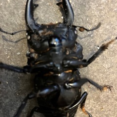 国産オオクワガタ　元木WE 69mmオス単品の画像