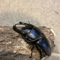 国産オオクワガタ　元木WE 69mmオス単品の画像