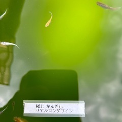 極上花魁(かんざし)リアルロングフィン　幼魚1匹の画像