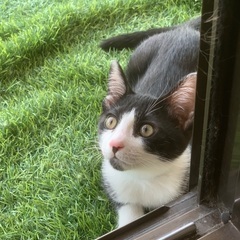 白玉くん🐈‍⬛各種接種済み🐾保護猫ちゃん