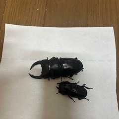 オオクワガタ能勢YGの画像