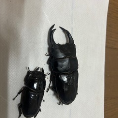 オオクワガタ能勢YGの画像