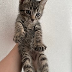 【お話し中】キジトラの子猫(首輪:青色)