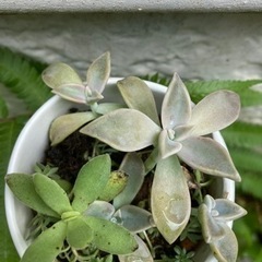 多肉植物　寄せ植え　朧月他の画像