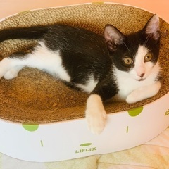 さくらんぼちゃん🍒各種接種済み🐾保護猫ちゃん