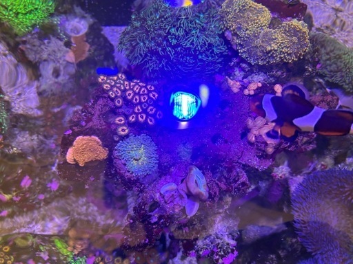 【サンゴ、海水魚】サンゴ付きライブロック8ホール サンゴ、海水魚】サンゴ付きライブロック8ホール 【公式通販】