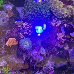 【サンゴ、海水魚】サンゴ付きライブロック8ホールの画像