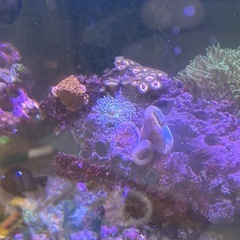 【サンゴ、海水魚】サンゴ付きライブロック8ホールの画像