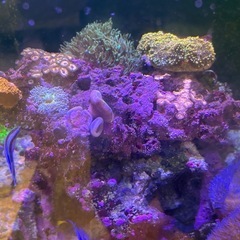 【サンゴ、海水魚】サンゴ付きライブロック8ホール