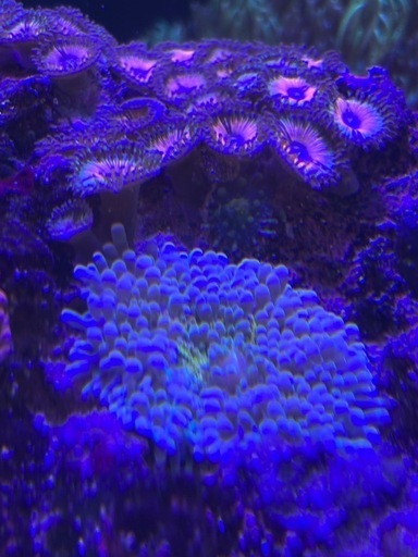 【サンゴ、海水魚】サンゴ付きライブロック8ホール サンゴ、海水魚】サンゴ付きライブロック8ホール 【公式通販】
