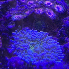 【サンゴ、海水魚】サンゴ付きライブロック8ホールの画像