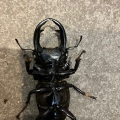 国産オオクワガタ　元木WE 59mmオス単品の画像