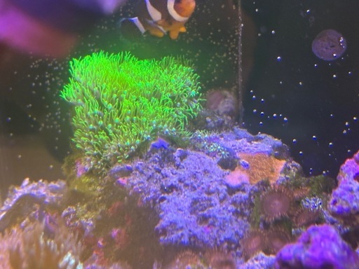 【サンゴ、海水魚】サンゴ付きライブロック