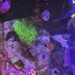 【サンゴ、海水魚】サンゴ付きライブロックの画像