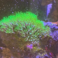 【サンゴ、海水魚】サンゴ付きライブロックの画像