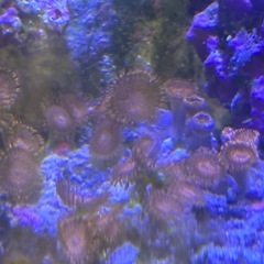 【サンゴ、海水魚】サンゴ付きライブロックの画像