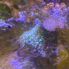 【サンゴ、海水魚】サンゴ付きライブロックの画像