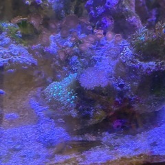 【サンゴ、海水魚】サンゴ付きライブロックの画像