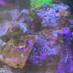 【サンゴ、海水魚】サンゴ付きライブロック