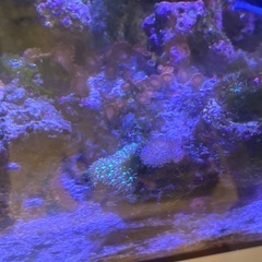 【サンゴ、海水魚】サンゴ付きライブロックの画像