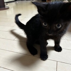 🐾里親様探し🐾