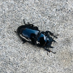 国産オオクワガタ能勢YGトリオ♂1♀2の画像