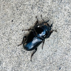 国産オオクワガタ能勢YGトリオ♂1♀2の画像
