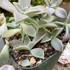 多肉植物　朧月10本　寄せ植えの画像