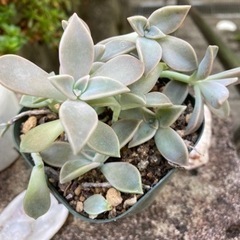 多肉植物　朧月10本　寄せ植えの画像