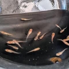 烏城三色メダカ（選別外）幼魚22匹の画像