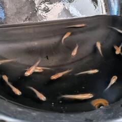 烏城三色メダカ（選別外）幼魚22匹の画像