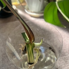 モンステラ　斑入り
の画像