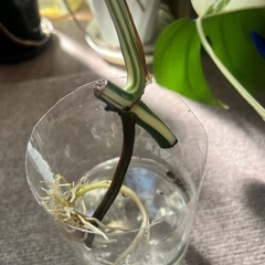 モンステラ　斑入り
の画像