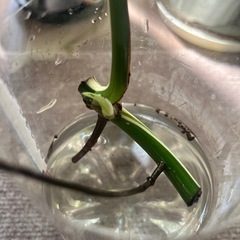 モンステラ　斑入り
の画像