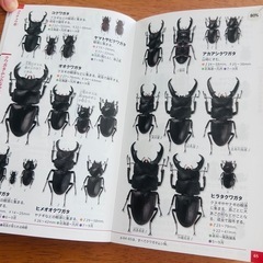 昆虫図鑑の画像