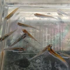 メダカ　　　夜桜オレンジ × 掛け合わせ　　孫メダカの画像