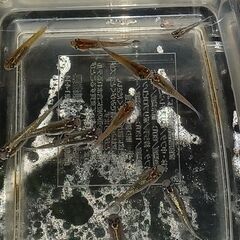 メダカ　　　夜桜オレンジ × 掛け合わせ　　孫メダカの画像