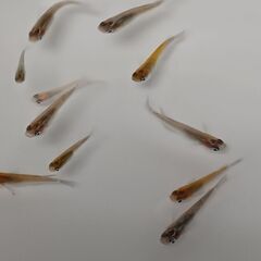 メダカ　　　夜桜オレンジ × 掛け合わせ　　孫メダカの画像