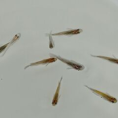 メダカ　　　夜桜オレンジ × 掛け合わせ　　孫メダカの画像
