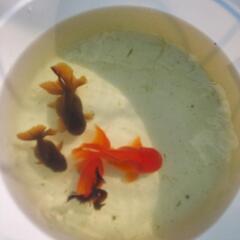 【金魚】くまモンローズの稚魚数量限定販売やりますの画像