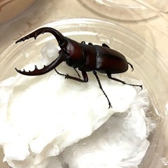 ノコギリクワガタ　ペア　3セット（合計6匹）の画像