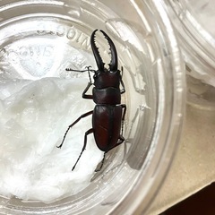 ノコギリクワガタ　ペア　3セット（合計6匹）の画像