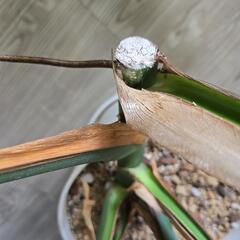 取引中　モンステラ　デリシオーサ　葉6枚の画像