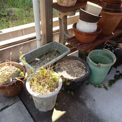 素焼の植木鉢多数（いくつでも同一料金）【詳細を読んでから問い合わせしてください】の画像