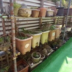 素焼の植木鉢多数（いくつでも同一料金）【詳細を読んでから問い合わせしてください】の画像