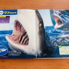 危険生物図鑑DVD付 の画像